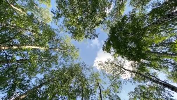 明るい午後の太陽と光線と落葉樹林の木の冠 木を見上げろ 回転とねじり 景勝地の木のトップビュー — ストック動画