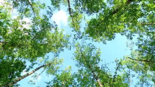 明るい午後の太陽と光線と落葉樹林の木の冠 木を見上げろ 回転とねじり 景勝地の木のトップビュー — ストック動画