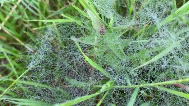 Extrémní zblízka pohled na ranní rosu na pavučině s kapkami v zamlženém ránu