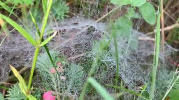 안개낀 아침에 물방울이 떨어지는 거미집의 이슬을 가까이서 수있다 — 비디오