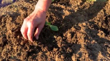 Çiftçi elleri ekilmiş bitkilerle ilgilenir. Tarım, bahçıvanlık veya ekoloji kavramı.