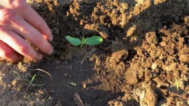 Çiftçi elleri ekilmiş bitkilerle ilgilenir. Tarım, bahçıvanlık veya ekoloji kavramı.