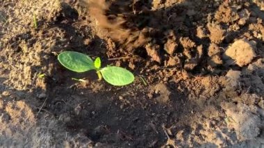 Çiftçi elleri ekilmiş bitkilerle ilgilenir. Tarım, bahçıvanlık veya ekoloji kavramı.