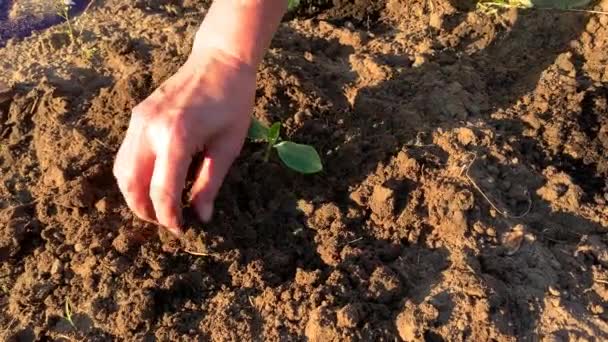 农夫的手照顾栽培的植物 园艺或生态概念 — 图库视频影像