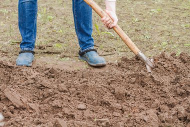 İşçi sebze bahçesinde kürekle toprağı kazıyor. Lastik çizmeli erkek çiftçi kazıyor.