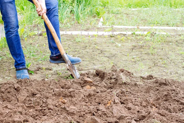 Worker Digs Soil Shovel Vegetable Garden Male Farmer Rubber Boots — Stock Photo, Image