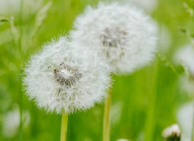 Karahindiba soyut arka plan. Yüzeyin derinliği. Makro çekimi kapat.