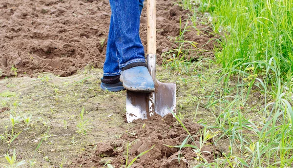 Worker Digs Soil Shovel Vegetable Garden Male Farmer Rubber Boots — Stock Photo, Image