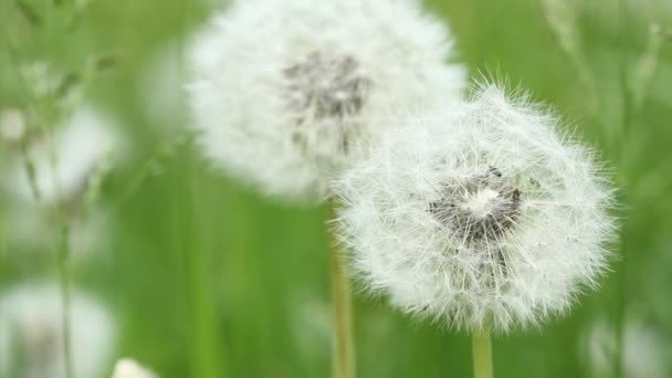 Dandelion Abstract Background Shallow Depth Field Close Macro — Stock Video