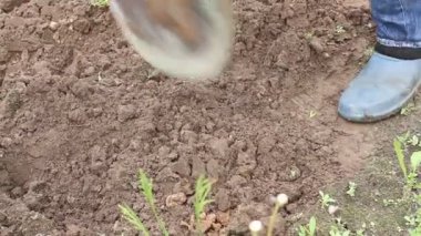 İşçi sebze bahçesinde kürekle toprağı kazıyor. Lastik çizmeli erkek çiftçi kazıyor.