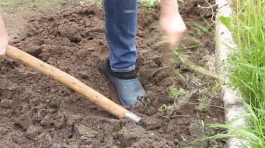 İşçi sebze bahçesinde kürekle toprağı kazıyor. Lastik çizmeli erkek çiftçi kazıyor.