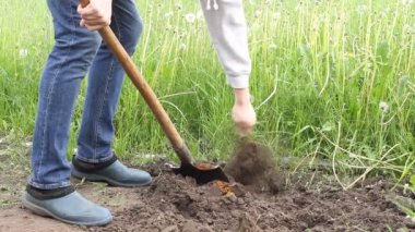 İşçi sebze bahçesinde kürekle toprağı kazıyor. Lastik çizmeli erkek çiftçi kazıyor.
