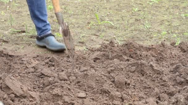 Trabajador Cava Suelo Con Una Pala Huerto Hombre Agricultor Botas — Vídeos de Stock