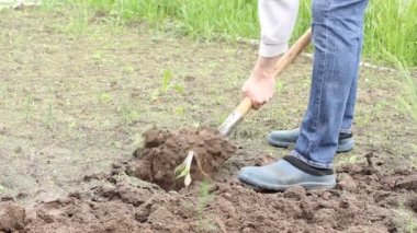 İşçi sebze bahçesinde kürekle toprağı kazıyor. Lastik çizmeli erkek çiftçi kazıyor.