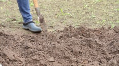 İşçi sebze bahçesinde kürekle toprağı kazıyor. Lastik çizmeli erkek çiftçi kazıyor.