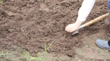 İşçi sebze bahçesinde kürekle toprağı kazıyor. Lastik çizmeli erkek çiftçi kazıyor.