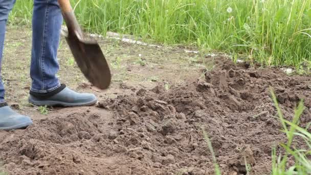 Trabajador Cava Suelo Con Una Pala Huerto Hombre Agricultor Botas — Vídeo de stock