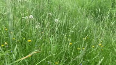 Yeşil çimenler yakın plan. Rüzgarda sallanan otlar. Yeşil çayır yoğun bir şekilde çimlerle kaplanmış. Ot tarlası perspektifi