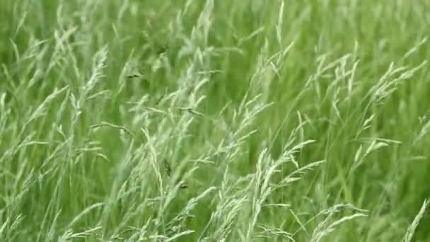 绿草特写 草在风中摇曳 绿绿的草坪茂密地长满了草 视野中的草场 — 图库视频影像