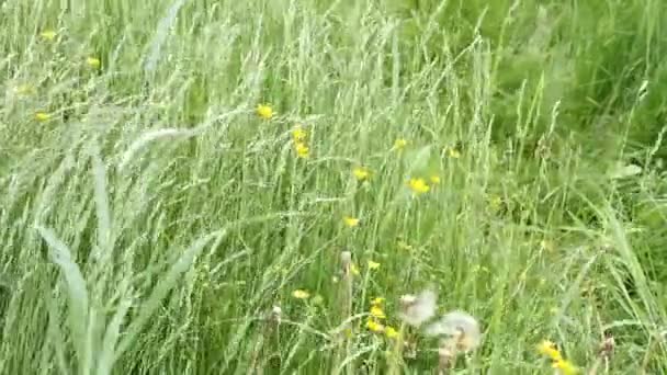 Groen Gras Close Gras Zwaaiend Wind Groene Grasweide Dicht Begroeid — Stockvideo