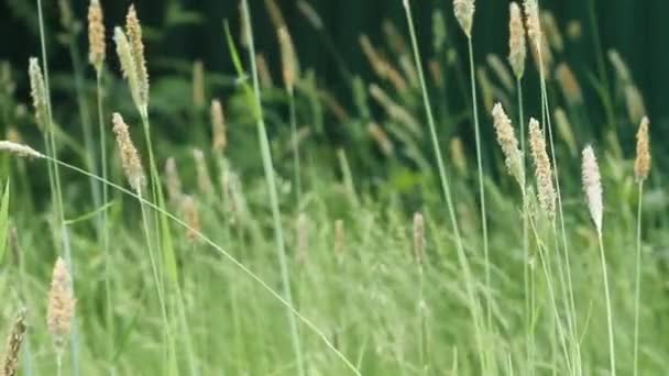 緑の芝生のクローズアップ 草が風に揺れる 緑の芝生の牧草地密に草で覆われた 視野の草のフィールド — ストック動画
