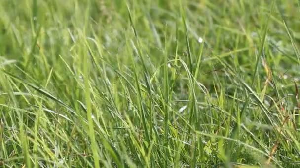 Groen Gras Close Gras Zwaaiend Wind Groene Grasweide Dicht Begroeid — Stockvideo