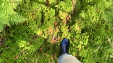 Kauçuk botlarla sonbahar ormanında yürüyen yürüyüşçülerin ayak görüntüsü. Mantar ya da avcı bataklıkta yosun içinde yürür.