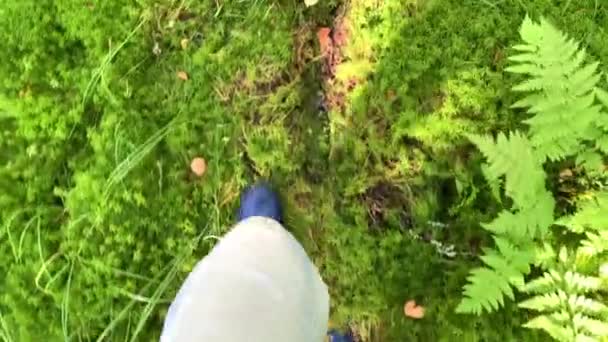 Widok Stóp Turysty Gumowych Butach Spacerujących Jesiennym Lesie Mushroomer Lub — Wideo stockowe
