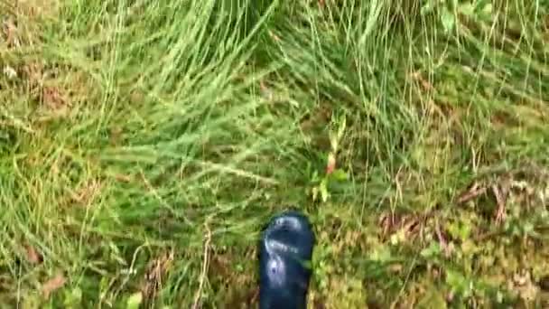 穿着橡胶靴的远足者的脚在秋天的森林中漫步的景象 火枪手或猎人在沼泽地里穿越苔藓 — 图库视频影像
