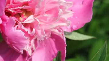 Çiçek açan pembe şakayık çiçekleri (Paeonia Officinalis) hafif rüzgarda sallanıyordu. Doğal bahar çiçeği arka planı