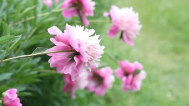 Çiçek açan pembe şakayık çiçekleri (Paeonia Officinalis) hafif rüzgarda sallanıyordu. Doğal bahar çiçeği arka planı