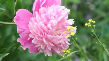 Çiçek açan pembe şakayık çiçekleri (Paeonia Officinalis) hafif rüzgarda sallanıyordu. Doğal bahar çiçeği arka planı