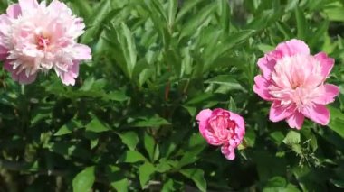 Çiçek açan pembe şakayık çiçekleri (Paeonia Officinalis) hafif rüzgarda sallanıyordu. Doğal bahar çiçeği arka planı