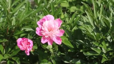 Çiçek açan pembe şakayık çiçekleri (Paeonia Officinalis) hafif rüzgarda sallanıyordu. Doğal bahar çiçeği arka planı