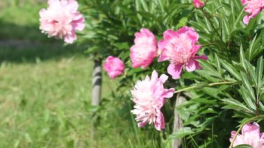 Çiçek açan pembe şakayık çiçekleri (Paeonia Officinalis) hafif rüzgarda sallanıyordu. Doğal bahar çiçeği arka planı