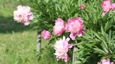 Çiçek açan pembe şakayık çiçekleri (Paeonia Officinalis) hafif rüzgarda sallanıyordu. Doğal bahar çiçeği arka planı