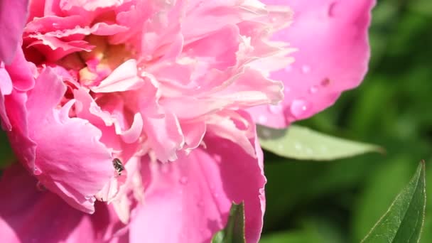 Bloeiende Roze Pioenroos Bloemen Paeonia Officinalis Zwaaiend Lichte Bries Wind — Stockvideo
