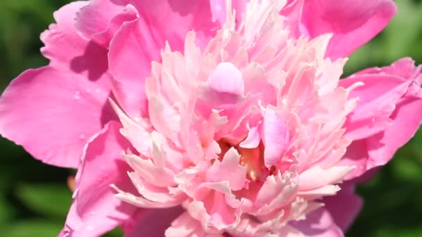 부드러운 산들바람에 흔들리는 분홍색 Paeonia Officinalis 피어나고 — 비디오