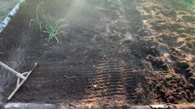 Bahçıvan toprağı tırmıkla derecelendiriyor. Tanınmayan birinin elleri zemini düzleştiriyor, mükemmel çimenler dikiyor, yeşil çimenler dikiyor. Manzara tasarımı üzerinde çalışan bir adam..