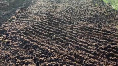 Bahçıvan toprağı tırmıkla derecelendiriyor. Tanınmayan birinin elleri zemini düzleştiriyor, mükemmel çimenler dikiyor, yeşil çimenler dikiyor. Manzara tasarımı üzerinde çalışan bir adam..