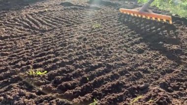 Bahçıvan toprağı tırmıkla derecelendiriyor. Tanınmayan birinin elleri zemini düzleştiriyor, mükemmel çimenler dikiyor, yeşil çimenler dikiyor. Manzara tasarımı üzerinde çalışan bir adam..