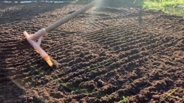 Bahçıvan toprağı tırmıkla derecelendiriyor. Tanınmayan birinin elleri zemini düzleştiriyor, mükemmel çimenler dikiyor, yeşil çimenler dikiyor. Manzara tasarımı üzerinde çalışan bir adam..