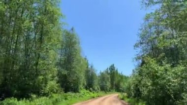 Güneşli bir yaz gününde çam ve ağaçlarla karışık bir ormandan geçerken boş bir kır yolunda araba sürmek. 