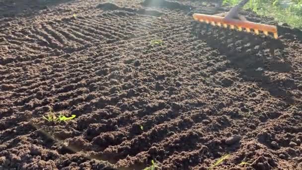 Gardener Grading Out Soil Rake Unrecognizable Person Hands Leveling Out — Stock Video