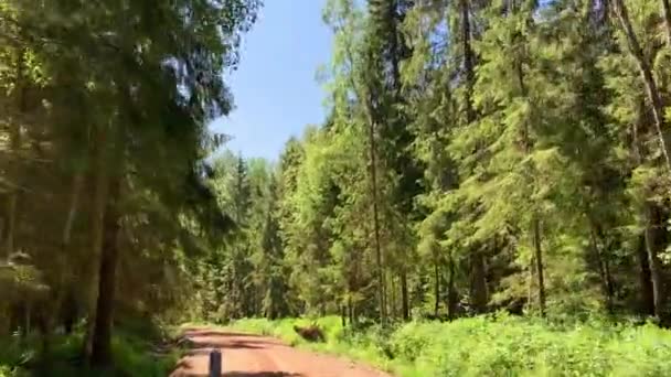 Conducir Por Camino Rural Vacío Pasando Por Bosque Mixto Con — Vídeos de Stock