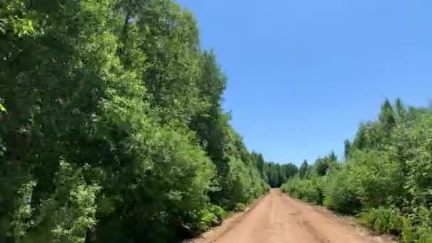 Güneşli Bir Yaz Gününde Çam Ağaçlarla Karışık Bir Ormandan Geçerken — Stok video