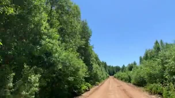 Güneşli Bir Yaz Gününde Çam Ağaçlarla Karışık Bir Ormandan Geçerken — Stok video