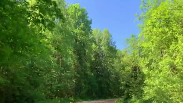 Einem Sonnigen Sommertag Auf Einer Leeren Landstraße Durch Einen Mischwald — Stockvideo