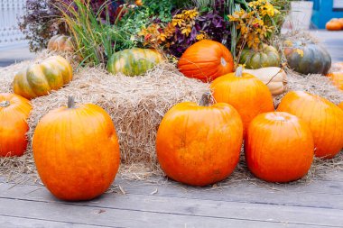 Cadılar bayramı için pazarda satılan balkabağı yığını. Sonbahar dekorasyonları, çeşitli şekil ve boyutlarda balkabakları.