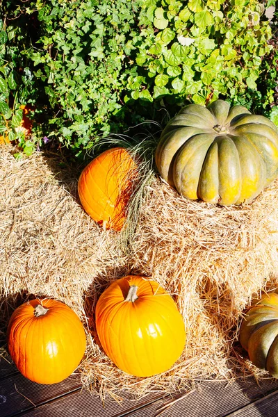 Montón Calabazas Vendidas Mercado Para Halloween Decoraciones Otoño Calabazas Varias — Foto de Stock